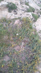 Berberis empetrifolia