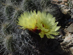 Astrophytum capricorne