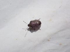 Holcostethus sphacelatus