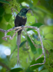 Nectarinia kilimensis