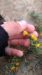 Berberis empetrifolia
