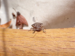 Holcostethus sphacelatus