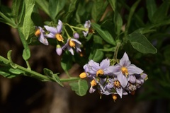 Solanum valdiviense