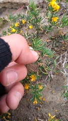 Berberis empetrifolia