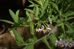 Solanum valdiviense