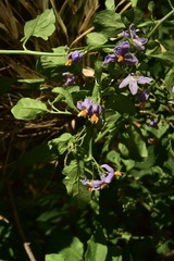 Solanum valdiviense