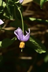 Solanum valdiviense