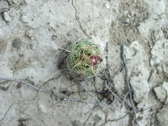 Thelocactus bicolor bicolor