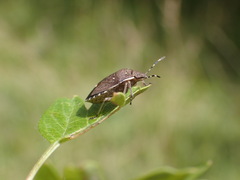 Holcostethus sphacelatus