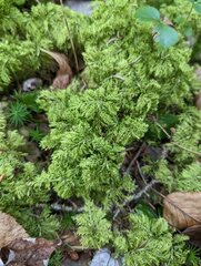 Hylocomium splendens