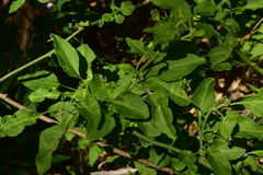 Solanum valdiviense
