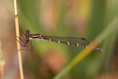 Austrolestes aleison