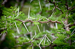 Vachellia nilotica