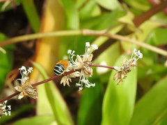 Amegilla cingulata