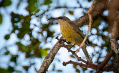 Nectarinia kilimensis