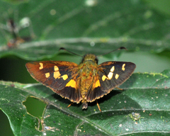 Dalla mesoxantha