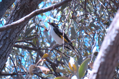 Grantiella picta