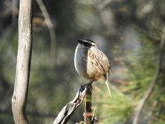 Oriturus superciliosus