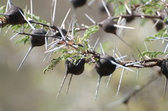 Vachellia drepanolobium