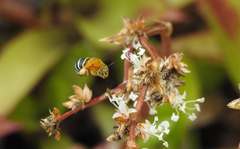 Amegilla cingulata