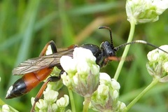 Ichneumon sarcitorius