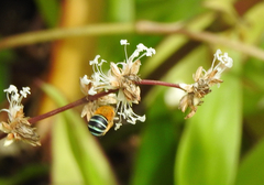 Amegilla cingulata