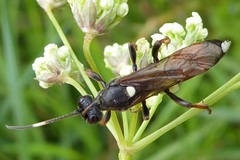 Ichneumon sarcitorius