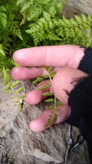 Cystopteris fragilis apiiformis