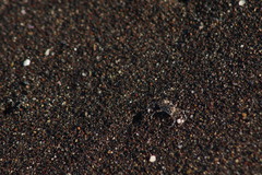 Ocypode occidentalis