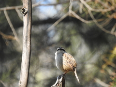 Oriturus superciliosus