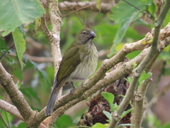 Saltator striatipectus