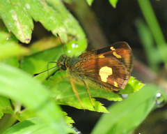 Dalla mesoxantha