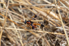 Miltinus cinctus
