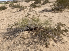 Ephedra trifurca
