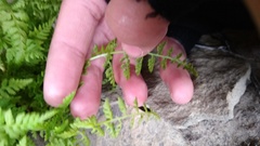 Cystopteris fragilis apiiformis