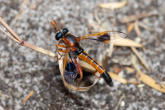Miltinus cinctus