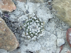 Ariocarpus kotschoubeyanus
