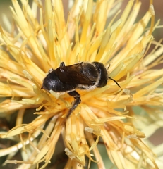 Osmiini