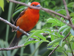Piranga bidentata