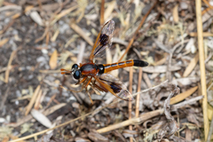 Miltinus cinctus