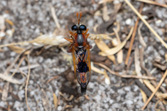 Miltinus cinctus