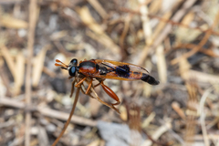 Miltinus cinctus