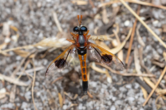 Miltinus cinctus