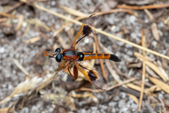 Miltinus cinctus