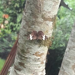 Ectima thecla thecla