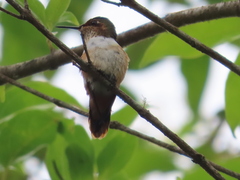 Selasphorus scintilla