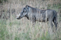 Phacochoerus africanus