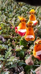 Calceolaria uniflora