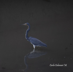 Egretta tricolor