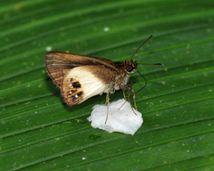 Pheraeus odilia